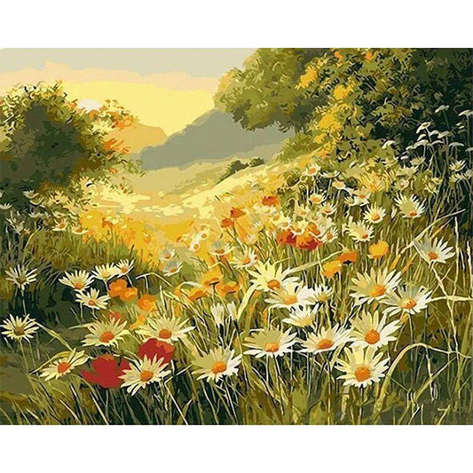 Marguerite daisies in the countryside