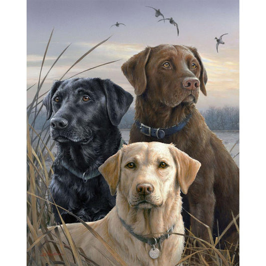 Labrador Trio