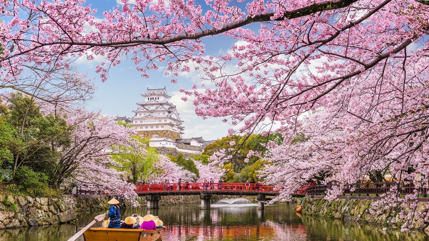 Japanese Cherry Blossom on a River