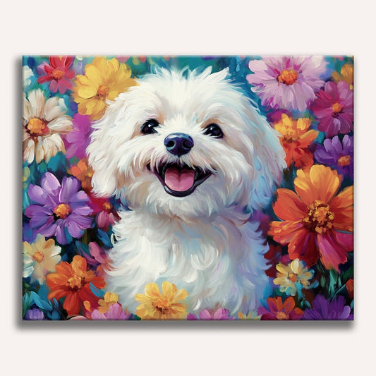 Bichon Frise