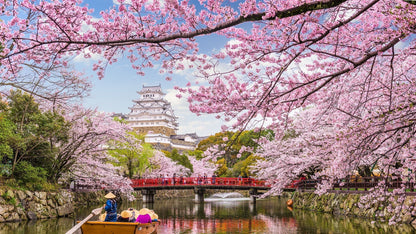 Japanese Cherry Blossom on a River