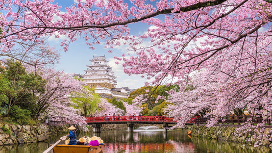 Japanese Cherry Blossom on a River