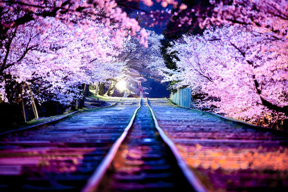 Train Line and Japanese Cherry Blossom Flowers