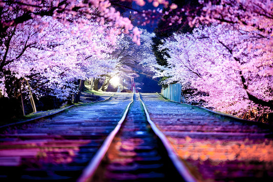 Train Line and Japanese Cherry Blossom Flowers